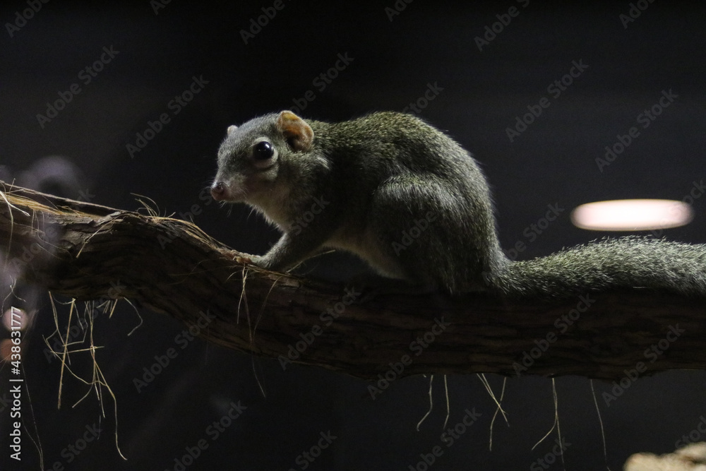 Obraz premium tree shrew sitting on a branch
