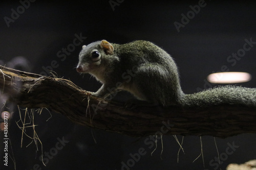 tree shrew sitting on a branch photo