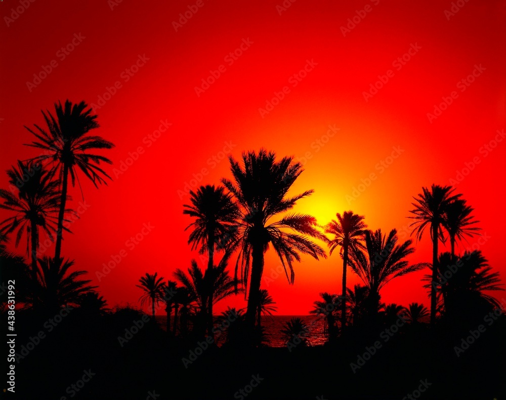 africa, tunisia, date palms, morning sun, north africa, south of djerba, palm trees, plants, vegetation, morning, morning light, sunrise, morning mood, mood, nature, landscape, 