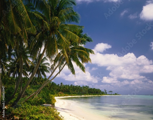 Fototapeta Naklejka Na Ścianę i Meble -  maldives, palm beach, 