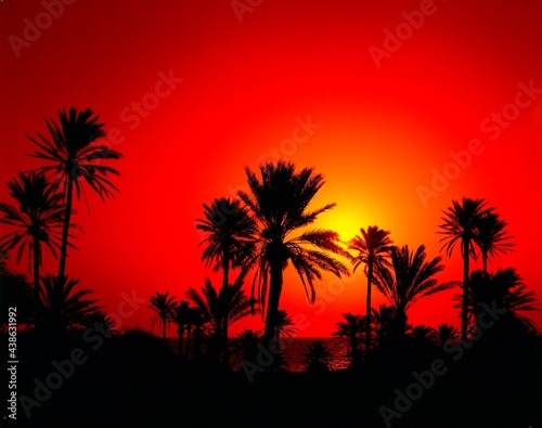 africa, tunisia, date palms, morning sun, north africa, south of djerba, palm trees, plants, vegetation, morning, morning light, sunrise, morning mood, mood, nature, landscape, 