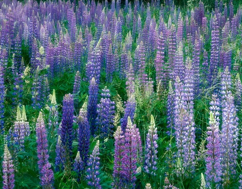 lupine field, lupinus spec., plants, flowers, wild flowers, wild plants, lupines, purple, nature, vegetation, botany, butterfly flower, 