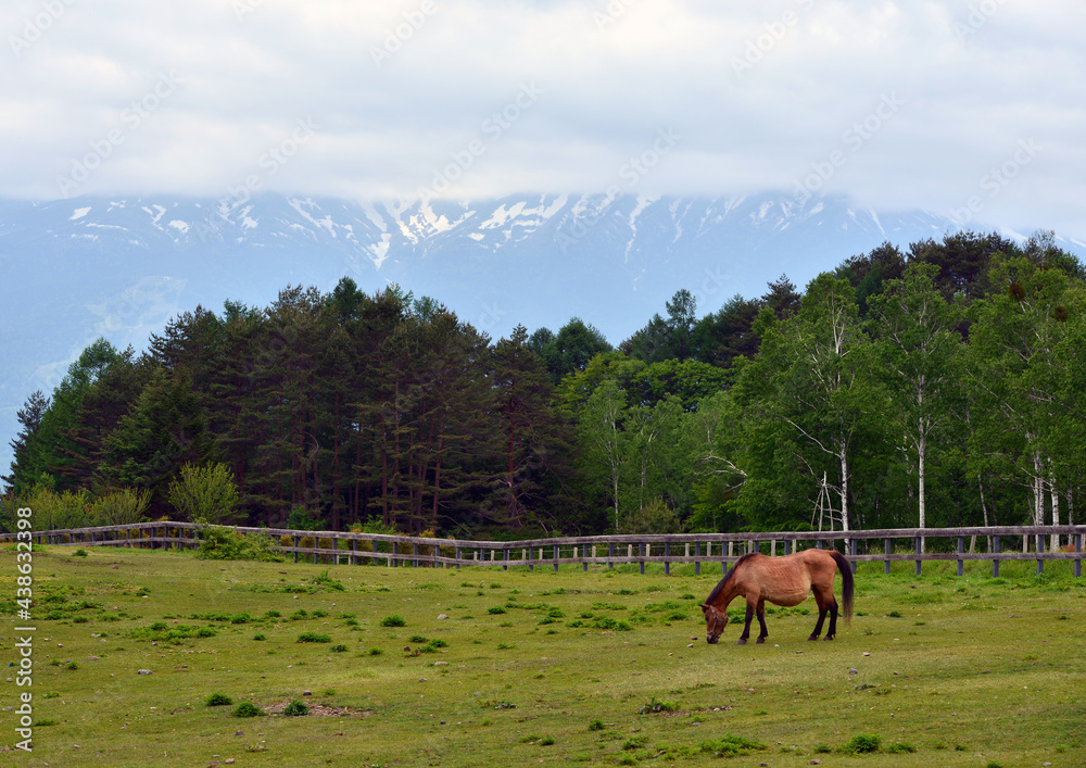 Obraz premium 牧場