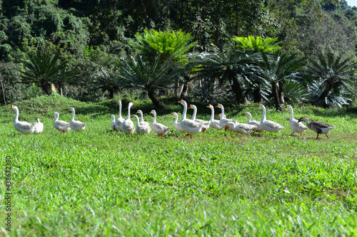 Flock of domestic geese on a green meadow. Summer green rural landscape. Geese in the grass, domestic bird, flock of geese, panoramic view, Thailand