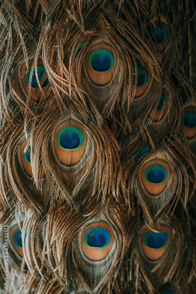 Fototapeta premium Peacock feathers for background.