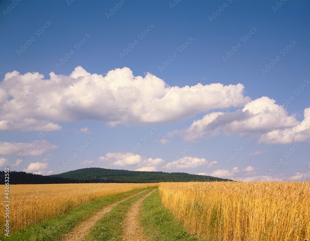 Fototapeta premium field path in summer, hgr. forest, cornfield, cloudy sky, hills, summer, 