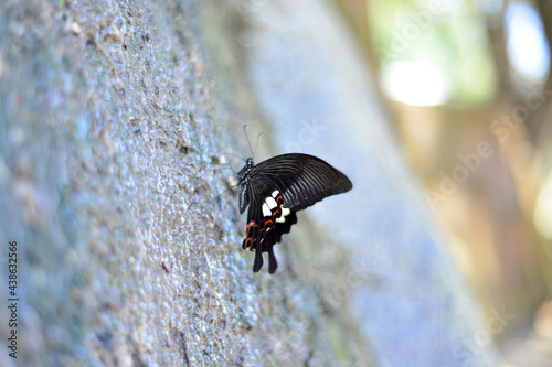 A beautiful black butterfly sits on the ground and drinking water