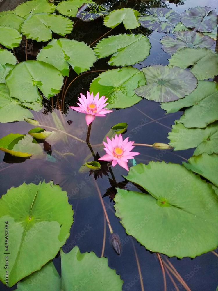 Flowers of water lilies in the pond in the park Flowers of water lilies in the pond in the park