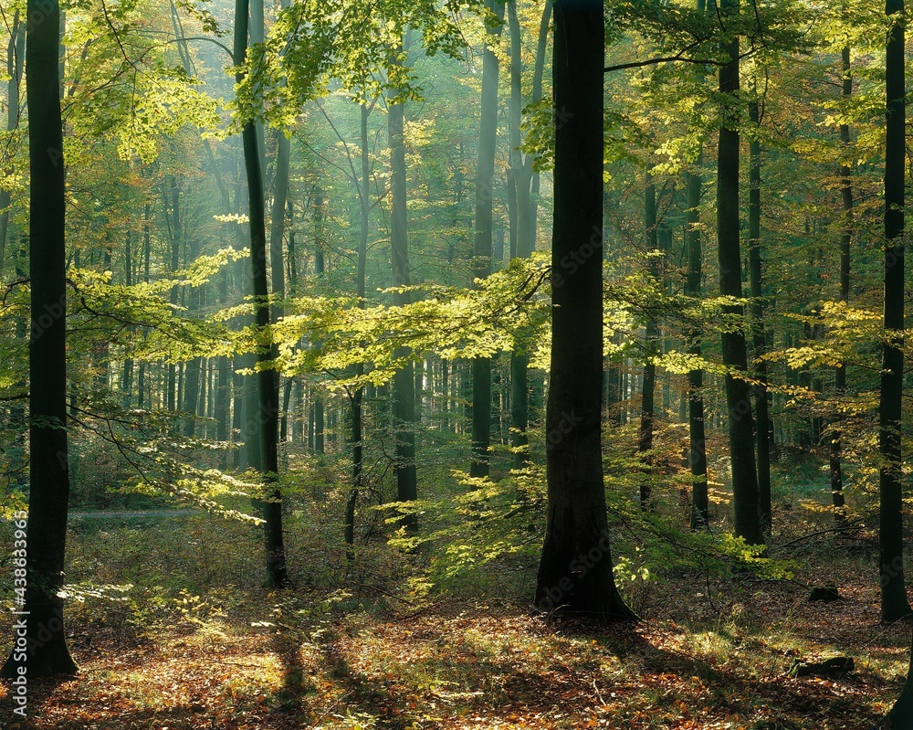 Fototapeta beech forest, spring, forest, trees, beech, detail, leaves, green, clearing, light, nature, calm, 