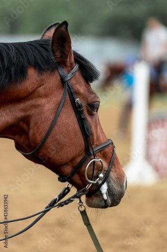 Portrait of a beautiful chestnut sport horse in show jumping competition close-up.. © Serhii