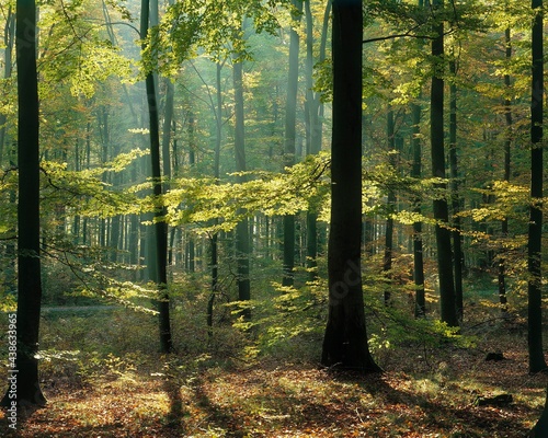 beech forest, spring, forest, trees, beech, detail, leaves, green, clearing, light, nature, calm, 