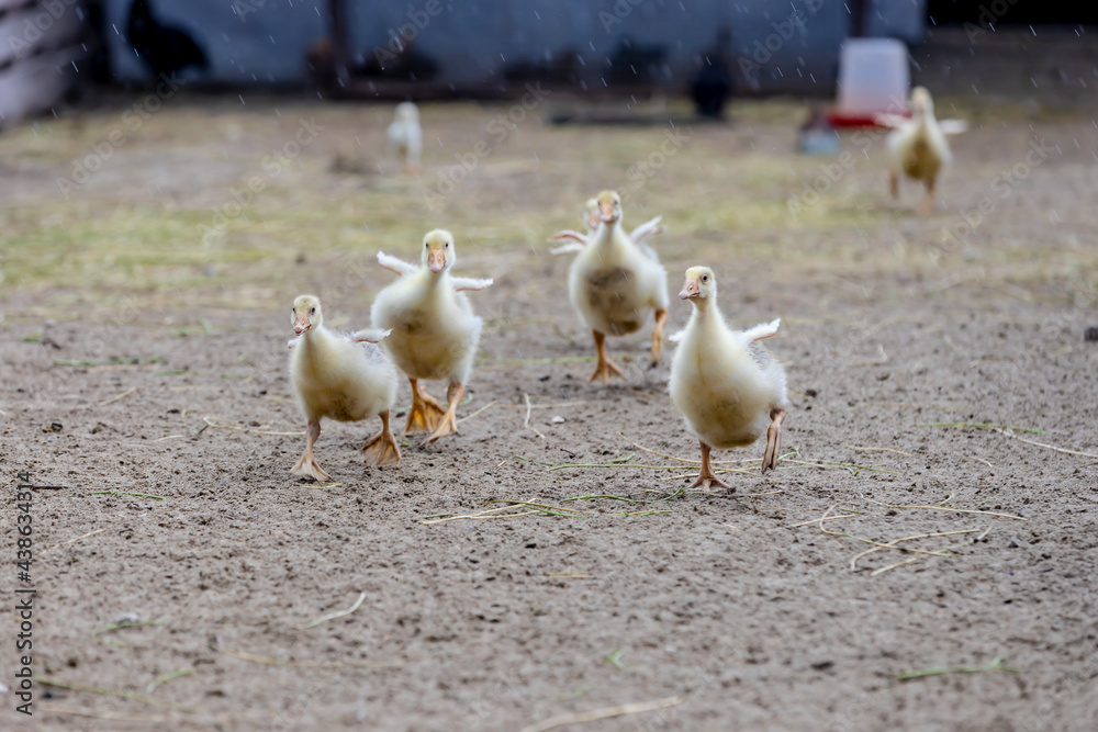 Fototapeta premium Cute little ducklings on a chicken farm. Copy space..