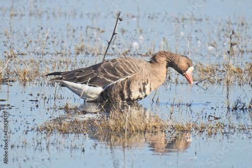 A Greater White-fronted Goose wading in the shallows of the Merced National Wildlife Refuge, in the northern San Joaquin Valley, California. photo