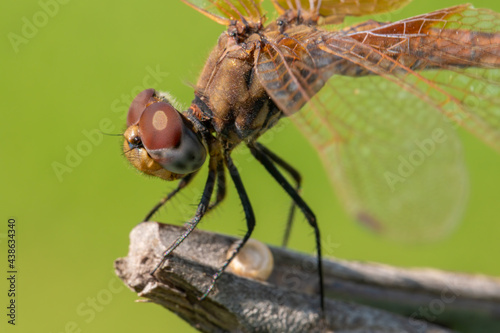 Macro photo of amazing dragonfly hold on dry branch in front of green background with copy space. Aeshnidae resisting to wind while standing on a branch.