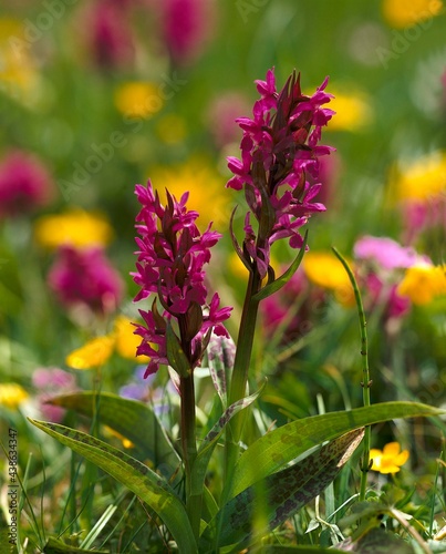 rainbow ragwort, ophrys iricolor, flower, plants, botany, plant, orchid, native, nature, vegetation, mediterranean, bloom, purple, meadow, mountain meadow, 
