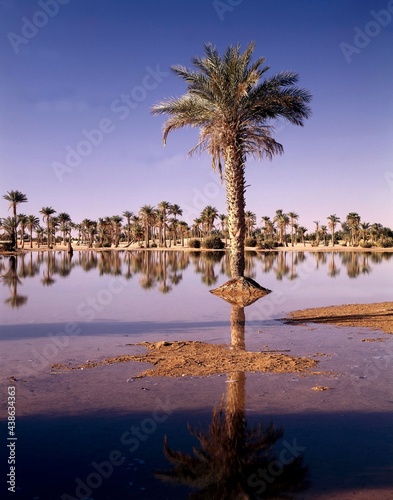 north africa, algeria, sahara, oasis, date palms, africa, water, water reflection, reflection, lake, palms, vegetation, landscape, nature, desert, 