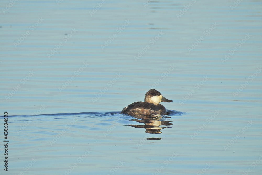 A non-breeding male, ruddy duck, making its way across the shallow waters of the Merced National Wildlife Refuge, in the northern San Joaquin Valley, California.