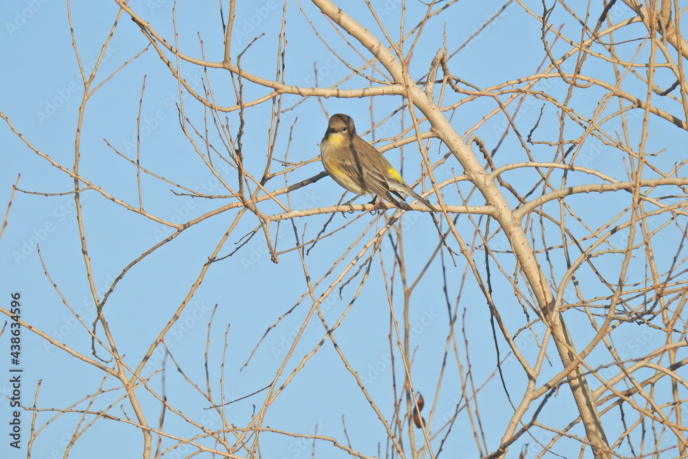 A yellow-rumped warbler perched in a tree at the Merced National Wildlife Refuge, in the northern San Joaquin Valley, California. A yellow-rumped warbler perched in a tree at the Merced National Wildlife Refuge, in the northern San Joaquin Valley, California.