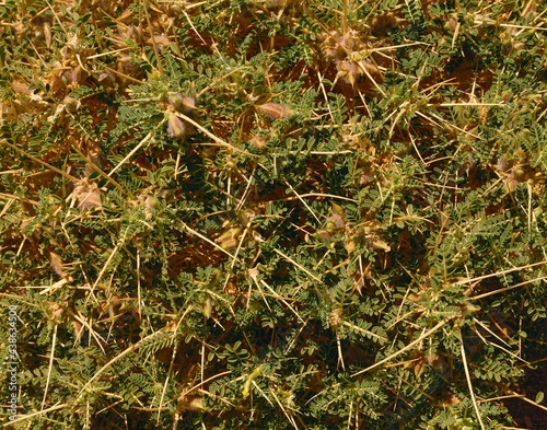 desert plant (astragalus trigonus),  photo