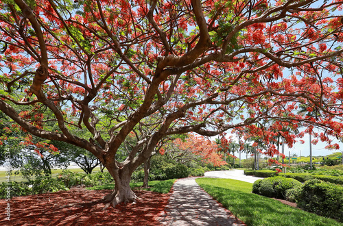 Blooming Royal Poinciana tree cast dramatic shadows in a public park in Fort Lauderdale, Florida, USA. photo