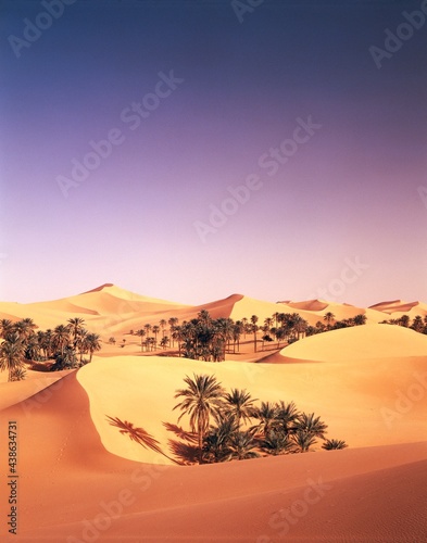 Fototapeta Naklejka Na Ścianę i Meble -  algeria, sahara, sand dunes, palm grove, 