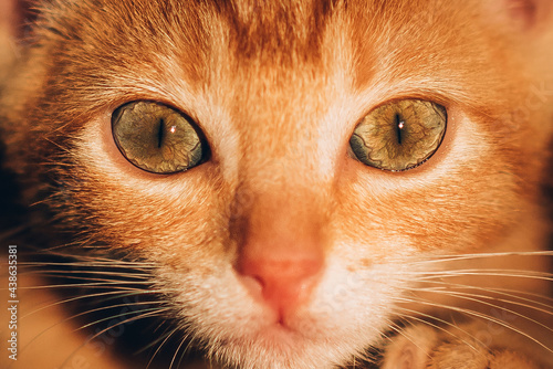 Ojos de gato amarillo , mirada penetrante, mirada de felino