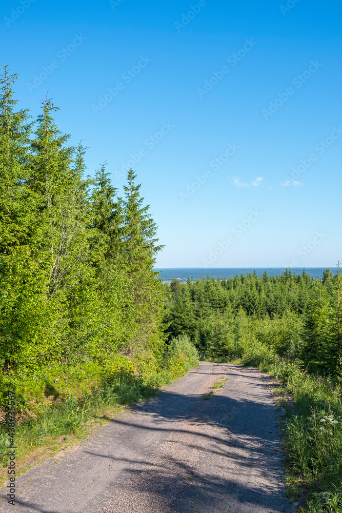 Road in the forest with a horizon