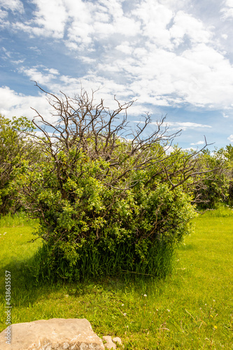 Trees and branches reach for the sky. Chain Lakes PP, Alberta, Canada photo