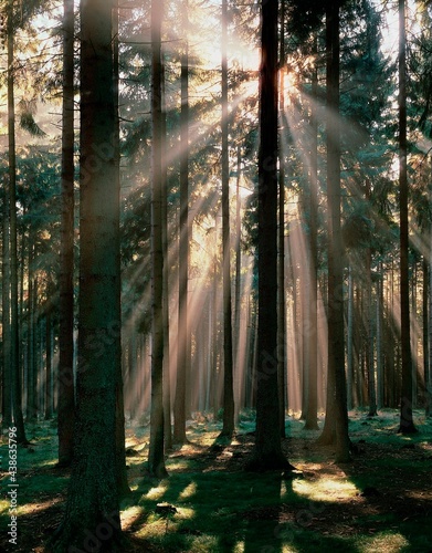 Fototapeta Naklejka Na Ścianę i Meble -  spruce forest, sunbeams, spruces, forest, trees, tree trunks, fog, haze, backlight, sun, incidence of light, rays, mood, nature, landscape, calm, silence, 