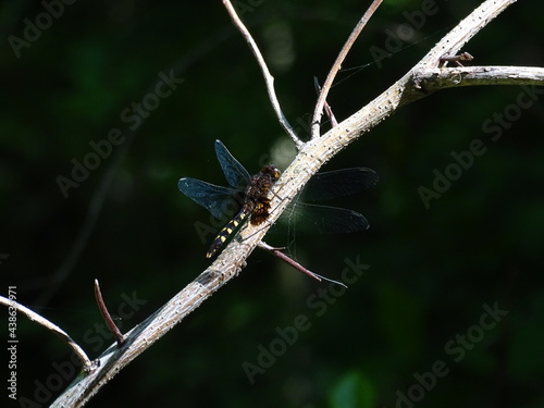 libelula sobre una rama seca © Laura