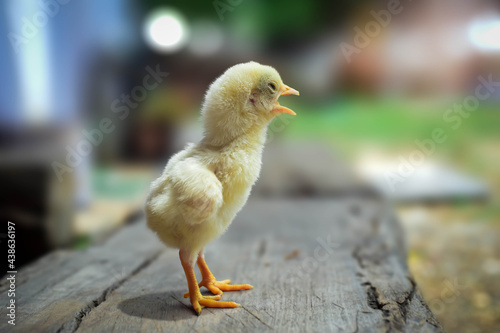 A newborn chick stands in a lovely pink background in the morning.