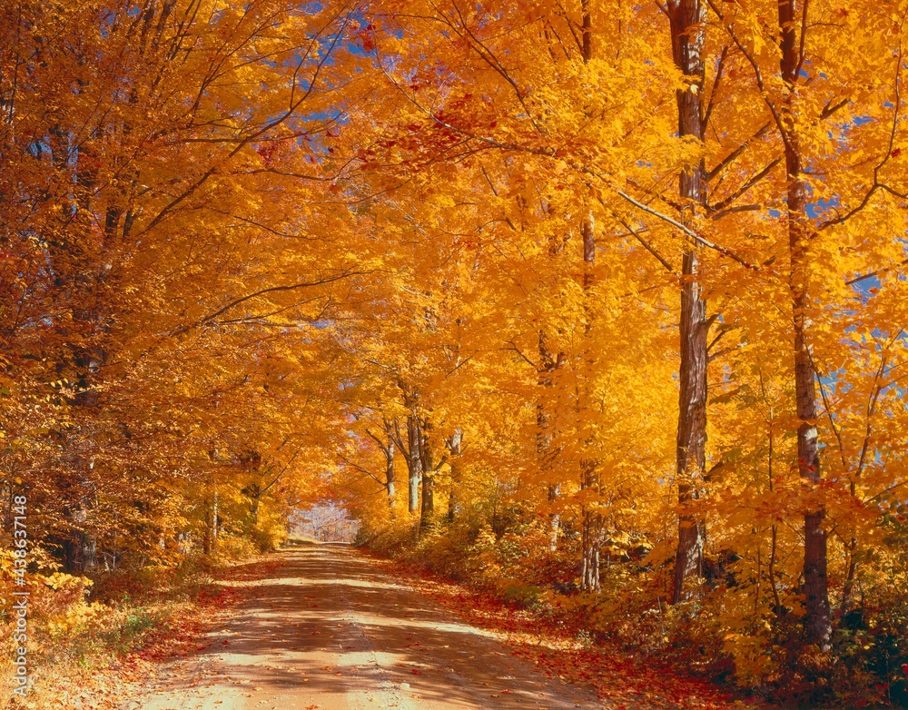 Fototapeta premium forest path, maple trees, autumn, 