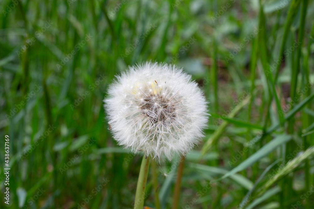 Dandelion seeds among the grass in the meadow in the morning sunlight Dandelion seeds among the grass in the meadow in the morning sunlight