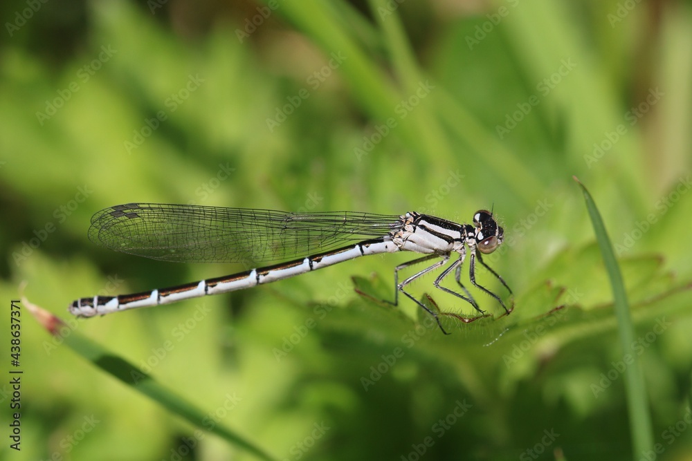 An immature jouvenile female Common Blue Damselfly. Scientific name Enallagma cyathigerum An immature jouvenile female Common Blue Damselfly. Scientific name Enallagma cyathigerum