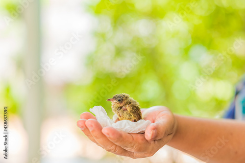 Woman hold small cute newborn baby bird in hands. Soft focus. Copy space. photo