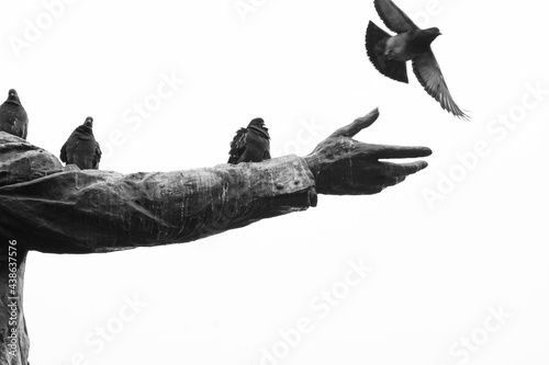 pigeons on the hand