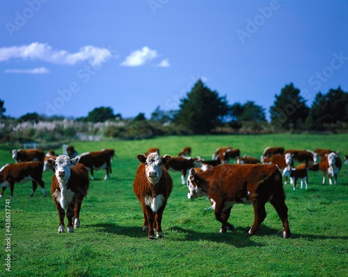 new zealand, pasture, cows, calves, meadow, economy, livestock, agriculture, farm animals, mammals, young animals, cattle, cattle breeding, animals, animal husbandry, grazing,  photo