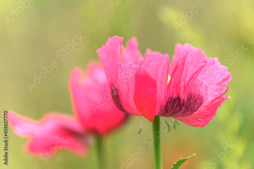Pink poppy flower in the wild countryside.