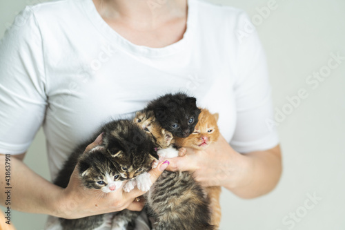 Unrecognizable woman wearing white T-shirt olding five outbred little kittens of different colors. Pet adoption. photo