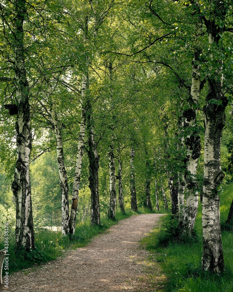 birch avenue, betula spec., avenue, birches, trees, deciduous trees, tree trunks, path, road, nature, landscape, vegetation, season, summer, nobody, abandoned, birch avenue, betula spec., avenue, birches, trees, deciduous trees, tree trunks, path, road, nature, landscape, vegetation, season, summer, nobody, abandoned,