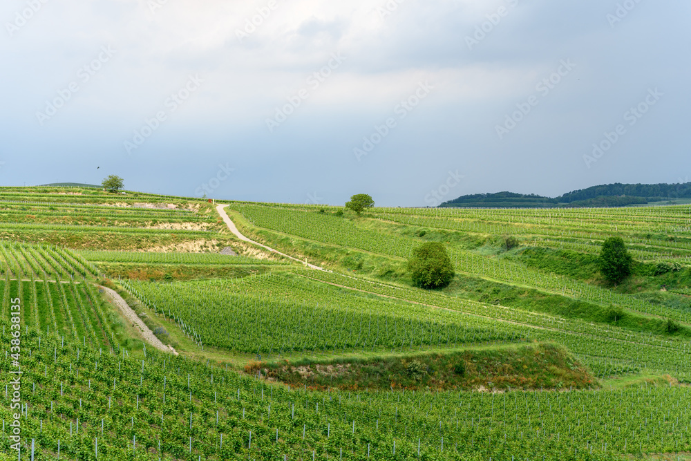 Vineyard landscape in the Kaiserstuhl in Germany.