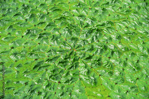 Aquatic plant - Euryale leaves in pond, North China