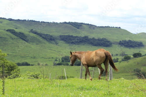 Cavalo na paisagem