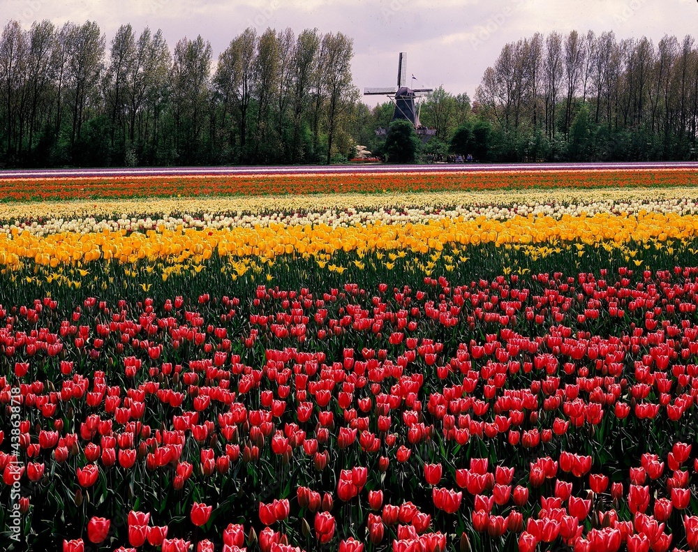 netherlands, near hoorn, tulip fields, windmill, holland, north holland, mill, tulip field, tulips, flowers, blossom, bloom, vegetation, plants, economy, cultivation, season, spring, 