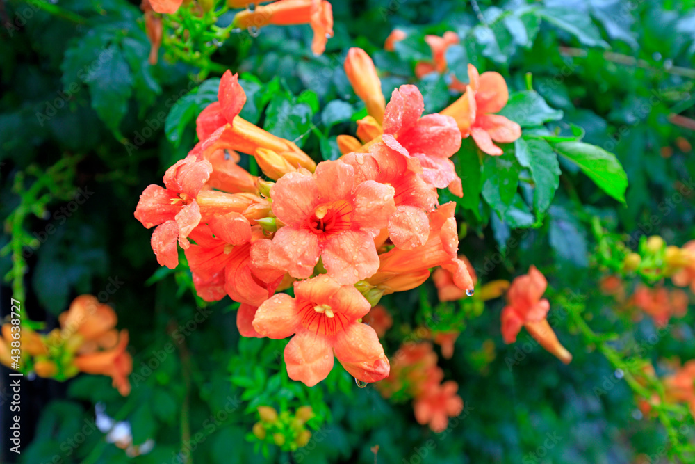 Bright Campanula in the park, North China Bright Campanula in the park, North China