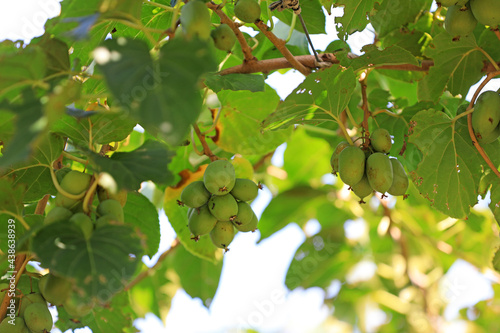 Actinidia arguta in the branches in the park, North China photo