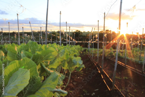 Plantação de couve