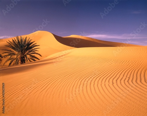 algeria  sahara  sand dunes  date palm  africa  north africa  landscape  desert  erg  dunes  sand  palm  phoenix dactylifera  aridity  drought  