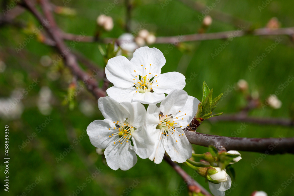 Cherry flowers background white small flowers on a branch