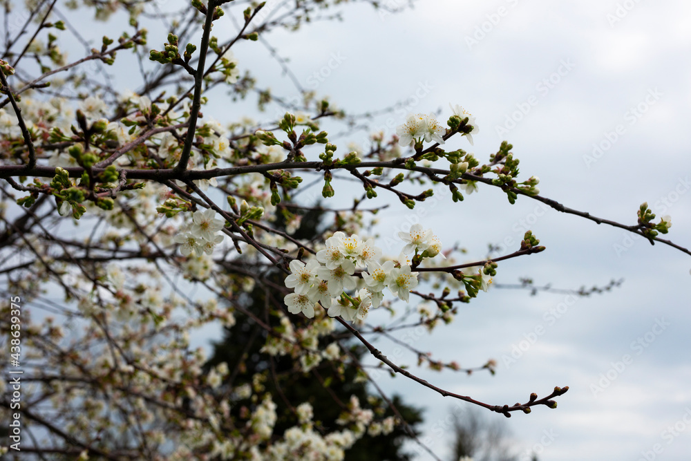 Cherry flowers background white small flowers on a branch Cherry flowers background white small flowers on a branch